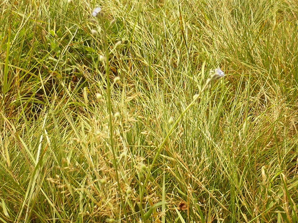Myosotis arvensis subsp. umbrata (Boraginaceae)